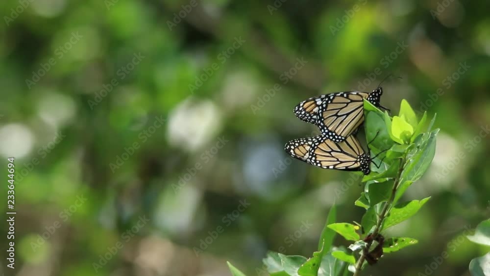 Copulating monarch butterflies in Veracruz, Mexico Copulating monarch butterflies in Veracruz, Mexico