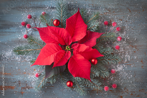 Christmas flower poinsettia and decorated fir tree twigs on rustic wooden background with snow,