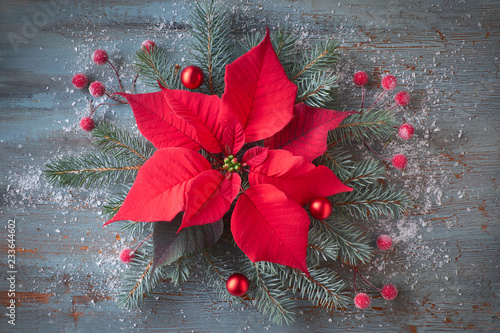 Fotografie Christmas flower poinsettia and decorated fir tree twigs on rustic wooden backgr
