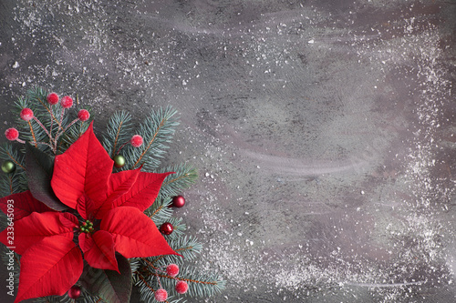 Christmas flower poinsettia and decorated fir tree twigs on dark textured background, copy-space photo