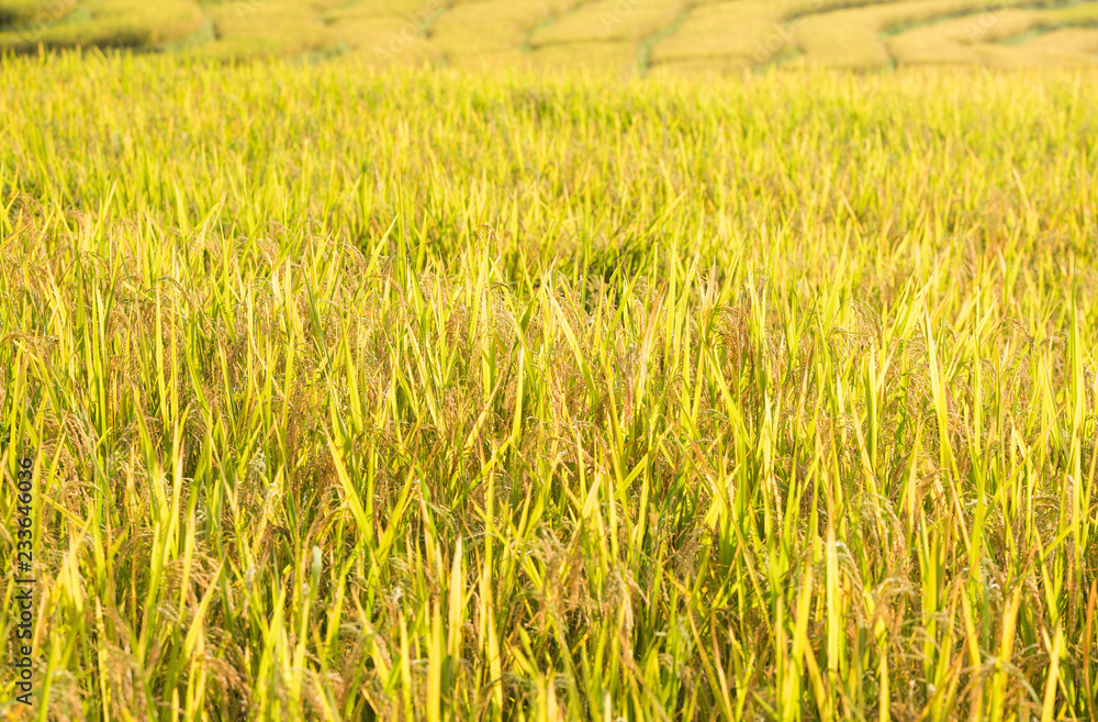 Rice field on the Moutain Mature Ready to harvest.
