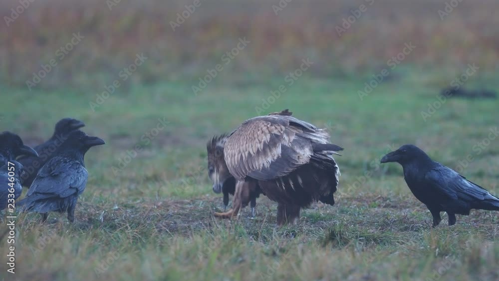 White-tailed sea-eagle, Haliaeetus albicilla,  Poland, October 2017