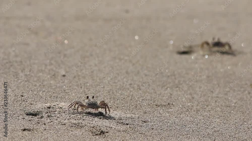 Sand crabs walking around tunnels and pits, beach ecosystem, Veracruz, mexico Sand crabs walking around tunnels and pits, beach ecosystem, Veracruz, mexico