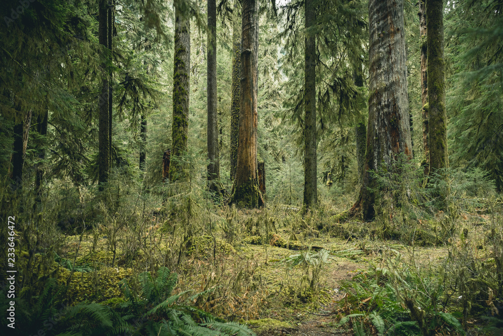 Obraz premium Olimpijski Park Narodowy