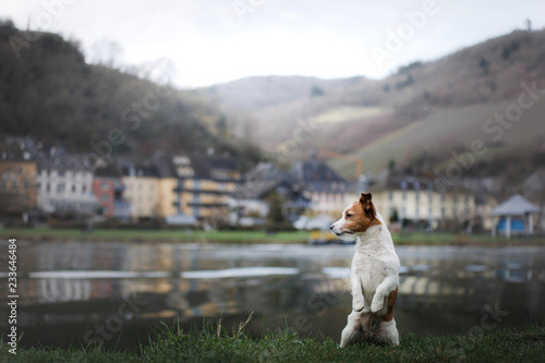 dog on the promenade in the city. Travel and rest with a pet. Jack Russell Terrier in nature.