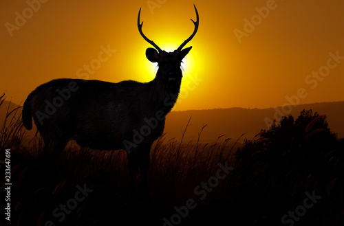 Silhouette Deer stands on the hill at dusk.