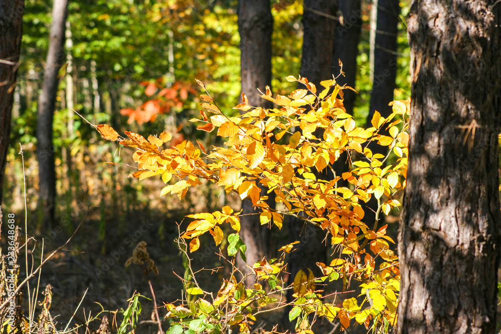 orange leaves in the forest in autumn season. Colorful forest. orange leaves in the forest in autumn season. Colorful forest.