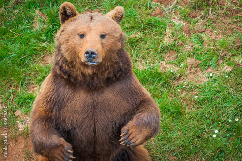 Brown bear sitting