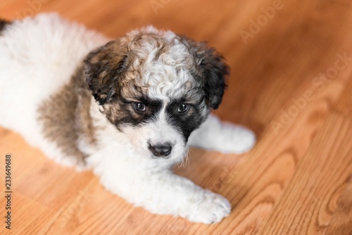 cute puppy head isolated © Djordje