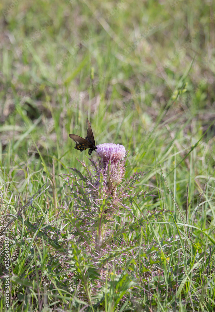 Swallowtail Butterfly on Thistle