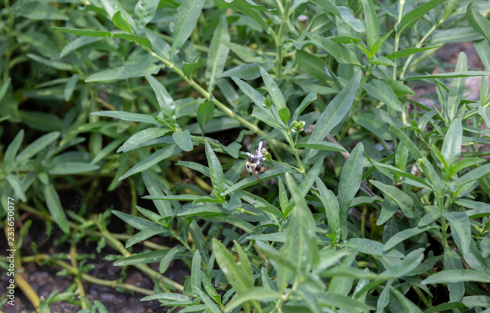 Obraz premium Bumblebee