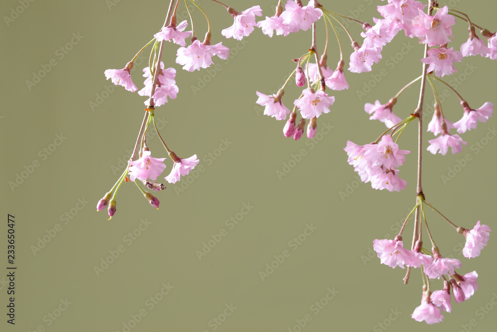 Naklejka premium 枝垂れ桜のクローズアップ