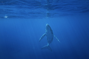 Fototapete Unterwasser Buckelwal vor Vavau Insel Tonga  © prochym