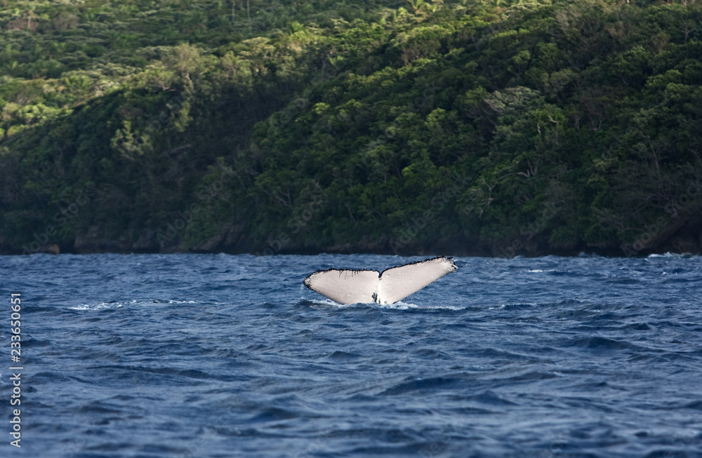 Naklejka premium humpback whale, megaptera novaeangliae, Tonga, Vava'u island