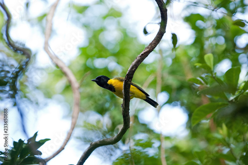 Tongan whistler, pachycephala jacquinoti, Vava'u, Tonga photo