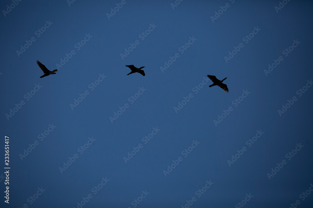 Trio of Cormorants Trio of Cormorants