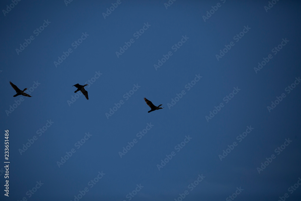 Trio of Cormorants