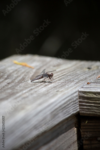 Dragonfly on Wooden Rail