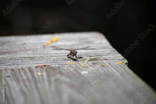 Dragonfly on Wooden Rail