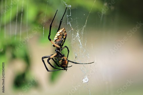 Writing Spider (Argiope aurantia) Eating Wasp