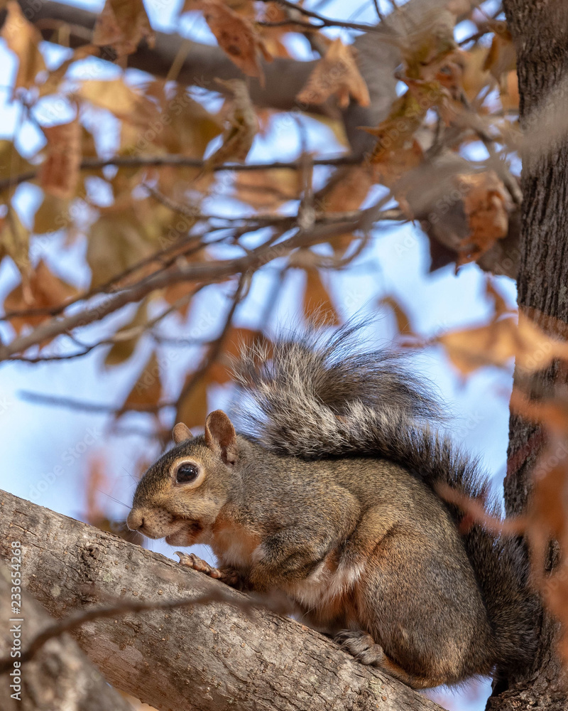 Fototapeta premium Close up of a squirrel in a tree during fall