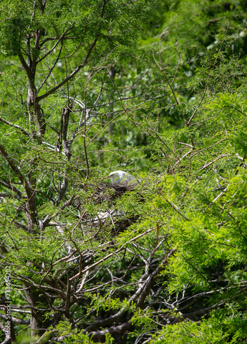 Great Egrets