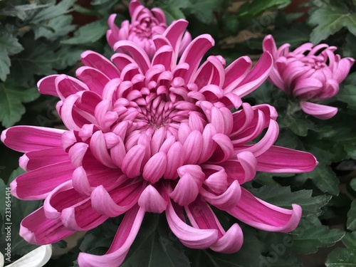 Large dark pink chrysanthemum in the garden. close up, background	