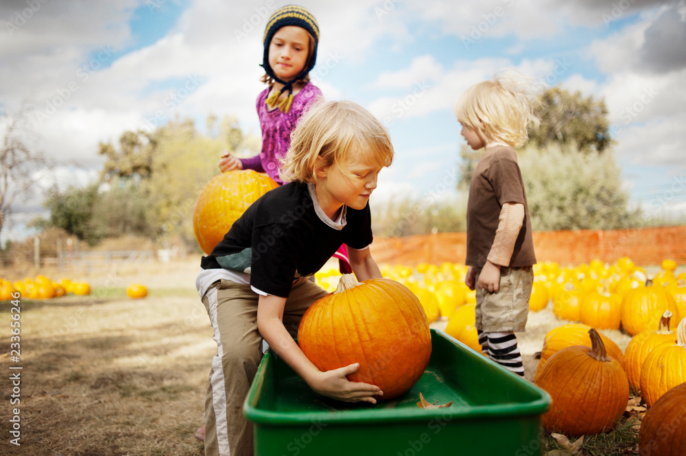 Siblings putting pumpkins in cart at farm Stock Photo Adobe Stock
