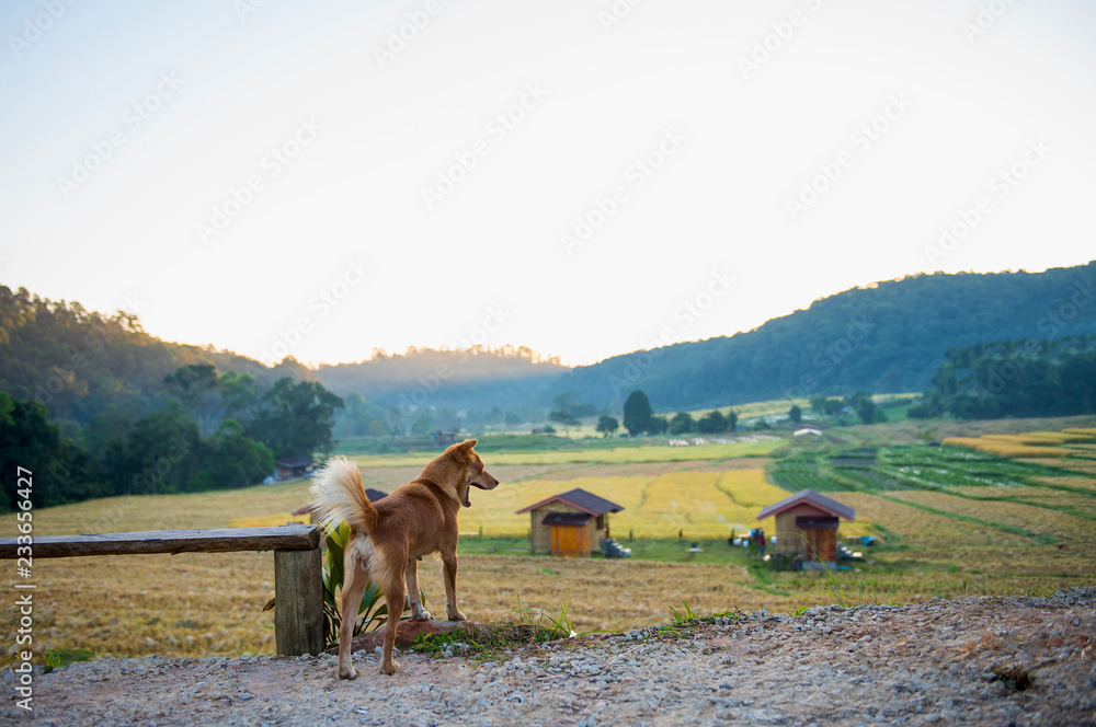 Obraz premium Dogs on the hills look at the rice paddies.