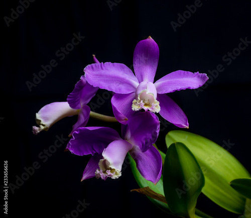 Orchid - Cattleya Skinneri