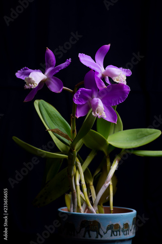 Orchid - Cattleya Skinneri