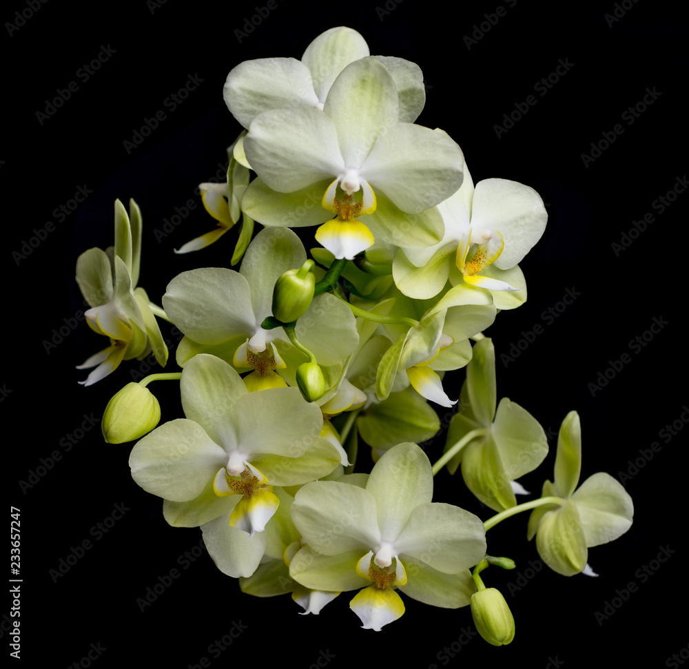 Fototapeta premium Phalaenopsis orchid