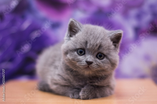 scottish kitten british cat munchkin