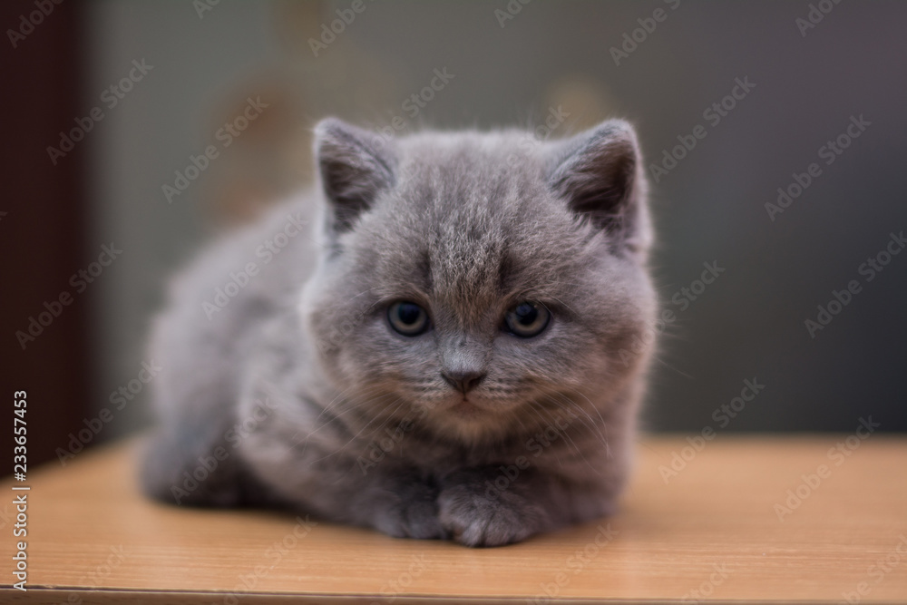 Munchkin sales british shorthair