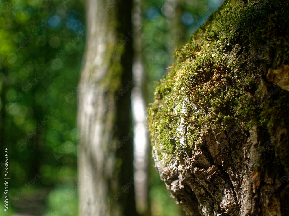 moss grows on an old tree in summer moss grows on an old tree in summer