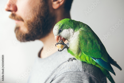 Beautiful green Monk paraquat is holding bread with his paw and is eating it while sitting on beard men shoulder. Human is having domesticated Quaker parrot. 