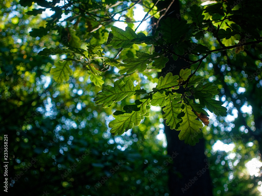 Fototapeta premium the rays of the sun through the oak leaves in the summer