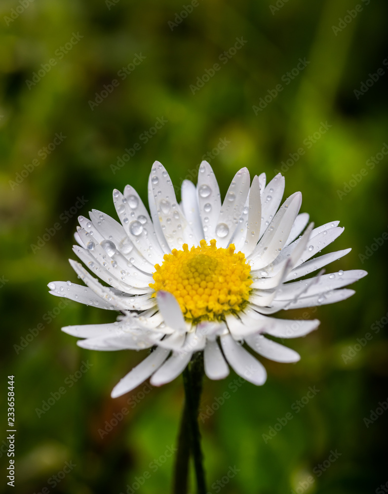 Obraz premium Photo of Irish Daisy (Bellis perennis).Flower of the Asteraceae family, often considered the archetypal species of that name. Photo taken in Co Louth