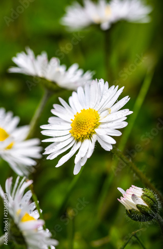 Fototapeta Naklejka Na Ścianę i Meble -  Photo of Irish Daisy (Bellis perennis).Flower of the Asteraceae family, often considered the archetypal species of that name. Photo taken in Co Louth
