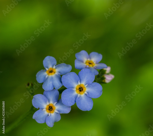 Forget-me-not © Pavel