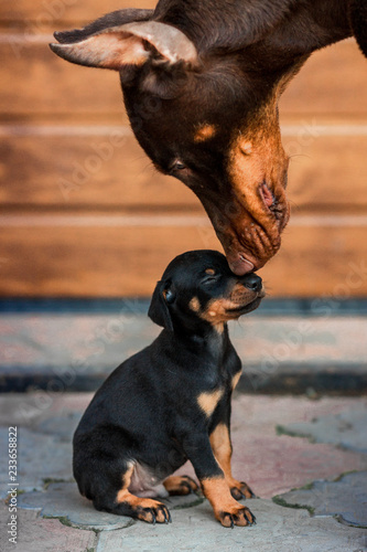 Black Doberman dog with puppies. Dobermann kisses his puppy