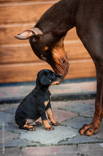 Foto Black Doberman dog with puppies. Dobermann kisses his puppy