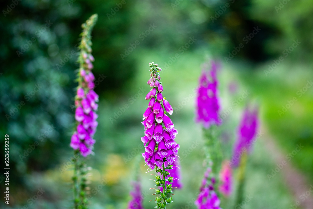 Foxglove Foxglove