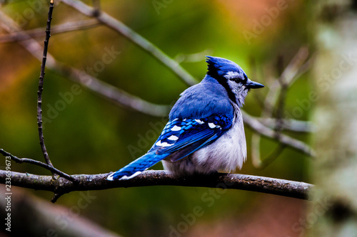 Photography Blue Jay Feeding