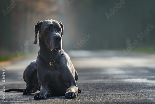 Greatdane on the street