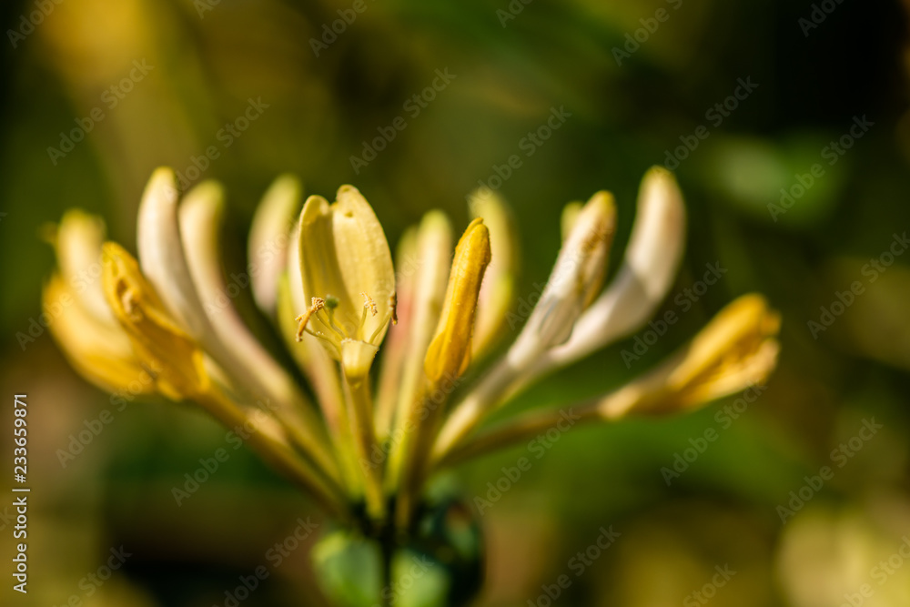Fototapeta premium honeysuckle flower