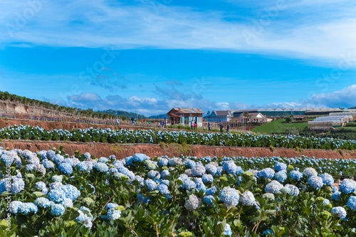 Fototapeta Naklejka Na Ścianę i Meble -  Field of hydrangeas flowers, these beautiful flowers are grown at land Da Lat, Vietnam