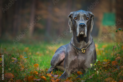 Greatdane in the Forest photo