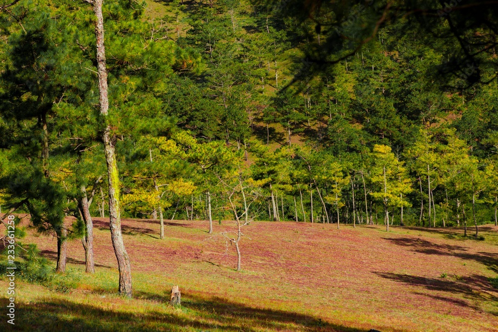 Obraz premium Amazing landscape at Da lat Vietnam at evening, people grazing cows on meadow among pine forest, pink grass hill contrast with green tree make wonderful scene for DaLat tourism