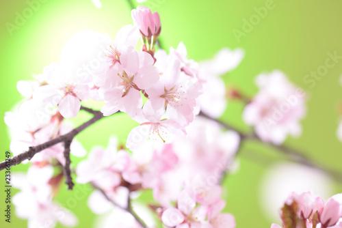 桜のクローズアップ © sakai2132000